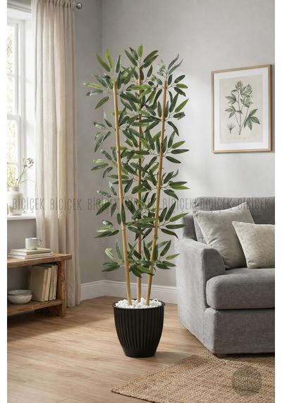 Biçiçek Bambu Ağaci 110 Cm 3 Gövdeli̇