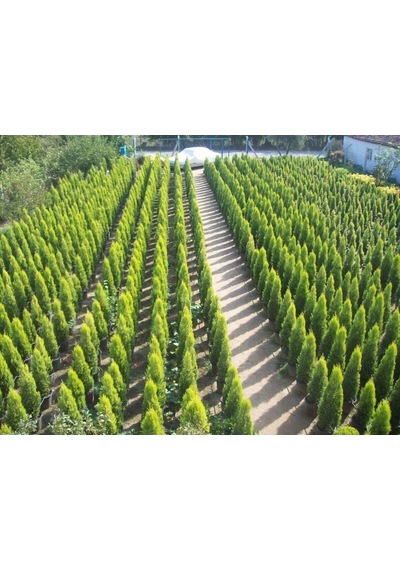 Videolu Natural Limoni Salon Çamı 30-70 Cm Tüplü 3 Adet Dış Mekan Ağaçları Norfolk İsland Pine