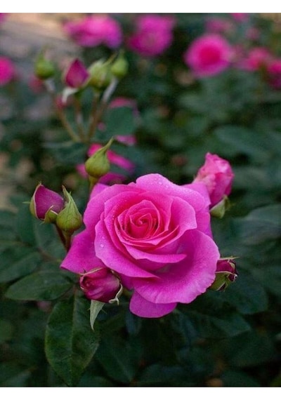 Yediveren Yoğun Kokulu 30 50 Cm 2 Adet Aşılı Gül Rose