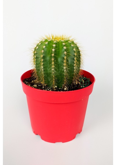 Notocactus Leninghausii Golden Ball Kaktüs 8.5 CM Kırmızı Saksıda BüyükBoy Kaktüs