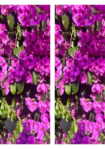 Videolu 2'li Pembe Begonvil Çiçeği Bitkisi 65-110 Cm Saksılı Çiçekli Bodur Bitkiler Bougainvillea