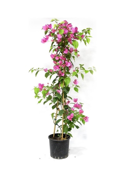 Begonvil Çiçeği Bitkisi Pembe 110 Cm