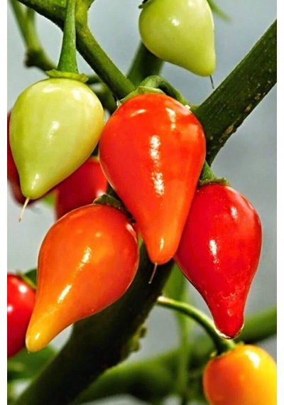 Misket Biberiye Biber Tohumu 5 Gr .
