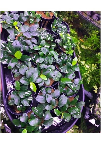 Anubias Petite Saksı Canlı Bitki 8-10 Yaprak