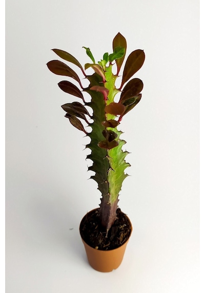 Euphorbia Trigona Royal Red Nadide Tür Kaktüs Özel Tür Kaktüs
