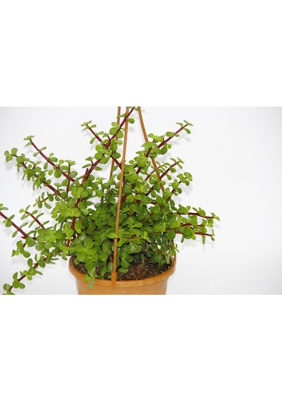 Yeşim Ağacı 2 Adet Crassula Portulacaria - Askılı Saksıda l