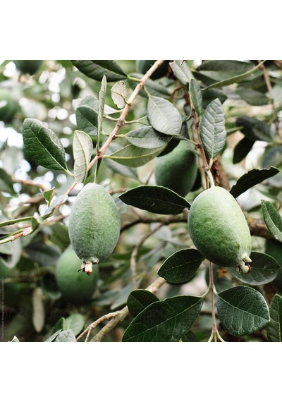 Tüplü Nadir Bulunan Feijoa Kaymak Ağacı Fidanı