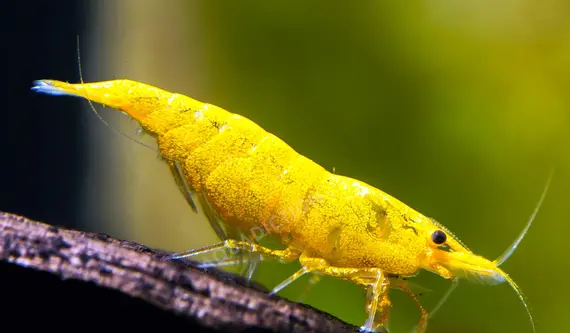 Sarı Ateş Karides 5 Adet 1-1,5cm