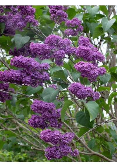 Leylak Mor Çiçekli Kokulu 80 100 Cm 1 Adet Dış Mekan Bitkisi Syringa Chinensis