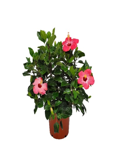 Kadınlar Gününe Özel Pembe Renk Japon Gülü Hibiscus Rosa Mumluk Hediyeli