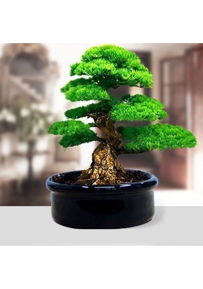 Bodur Fıstık Çamı Bonzai Ağacı Tohumu 2 Tohum + Bonsai Toh