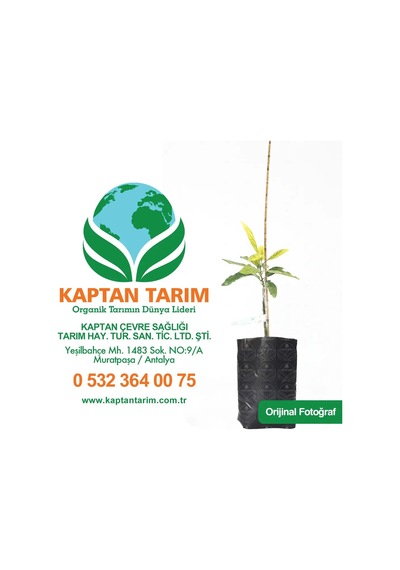 Storeşahin Aşılı Hass Avokado Fidanı 4 Adet Shn0720