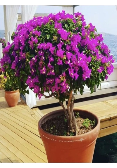 Videolu Canlı Mor Renli 1 Adet Bodur Begonvil Bitkisi 15-30cm Saksılı Bougainvillea Seedling