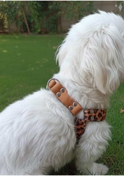 Köpek Göğüs Tasması Büyük Irk Ayarlamalı Kolon Kordon Ve Kadife Bal Köpüğü & Siyah Köpek Göğüs Tasması Büyük Irk Ayarlamalı Kolon Kordon Ve Kadife Bal Köpüğü & Siyah
