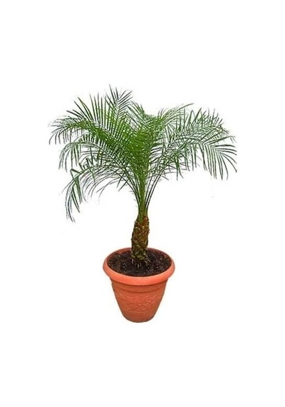 Coccos Hindistan Cevizi Ağacı Tohumu Ekim Seti 2 Tohum +Saksı+Top