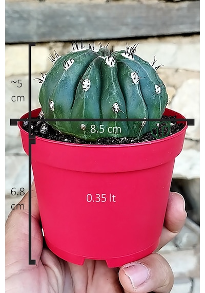 Melocactus Maxonii Inermis Nadir Tür Koleksiyonluk Kaktüs