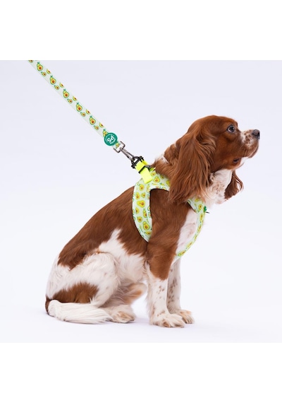 Avocado Leash Kedi Köpek Sevk & Gezdirme Kayışı Köpek Uzatma Tasması-1,5cm Yeşil