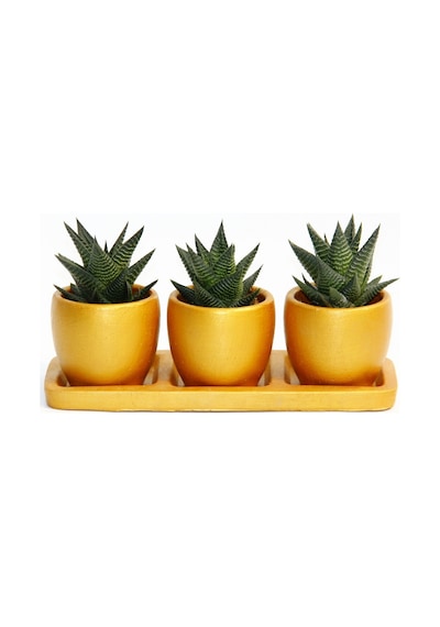 Trio Orange Sukulent Seti - Haworthia Limifolia