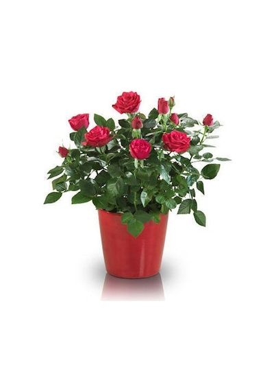 Yediveren Saksılı Kırmızı Gül 20-30 Cm 40 Adet