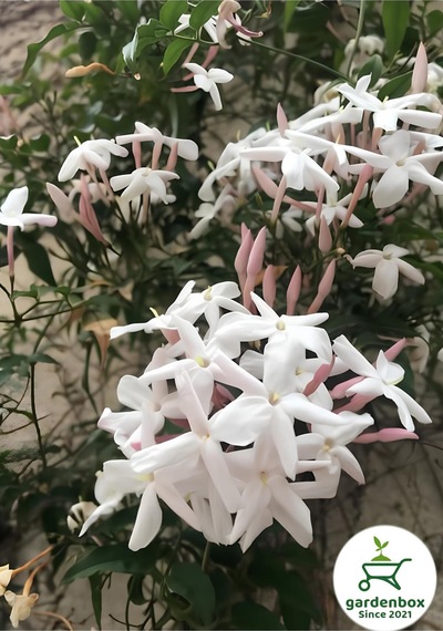 Kokulu Çin Yasemini Çiçeği 1 Adet Saksılı/tüplü 40-60cm Jasminum