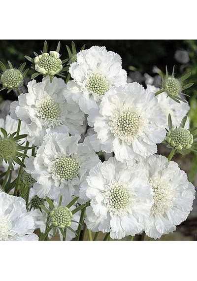 5 Adet Scabiosa Fama White Tohumu