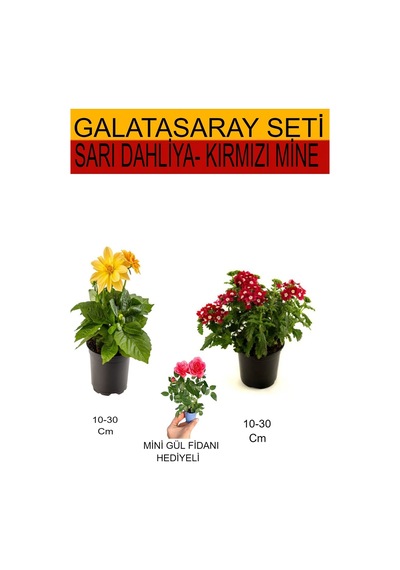 Avantajlı Ürünler Takım Seti Sarı Dahliya Kırmızı Mine Pembe Gül Fidanı