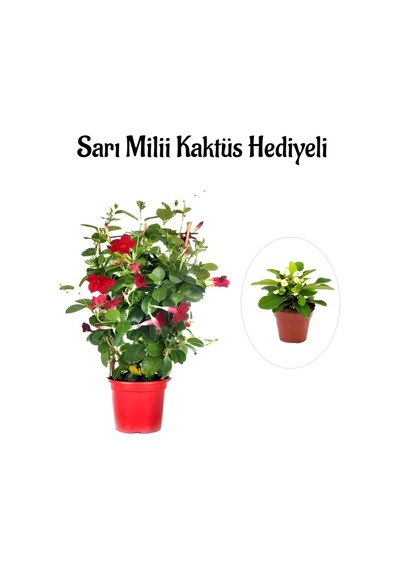 Kokulu Kırmızı Mandevilla Sarmaşığı Sevgililer Gününe Özel Sarı Milli Hediyeli