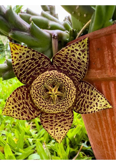 Videolu Leş Kaktüs Çiçeği Fidanı 10-20 Cm Saksılı Çiçekli Bodur Bitkiler Stapelia Variegata