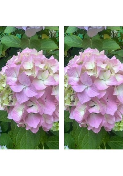 2 Adet Pembe Çiçekli Ortanca Fidanı 30-55 Cm Tüplü Çiçekli Bodur Bitkiler Pink Hydrangea