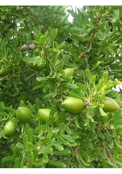 Aysenin Argan Yağı / Argan Oil 50 ML.