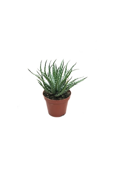 Aloe Humilis Kaktüs