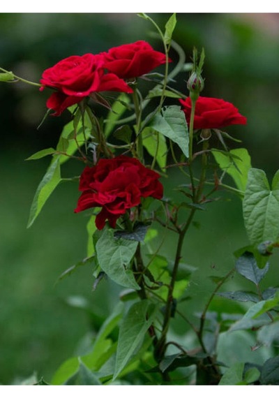 1 Adet Kırmızı Gül Fidesi 45-75cm Saksılı\tüplü Red Rose Sapling