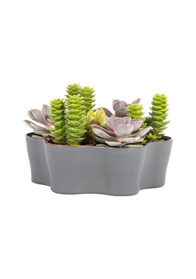 Plastik Kaktüs Saksı 5,5 Cm 22755109