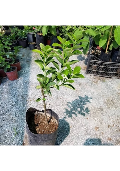 Ithal Aşılı İri Kamkat Fukushu Ultra Bodur. Saksıda