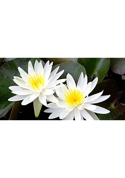 10 Adet Nilüfer Lotus Çiçeği Tohumu