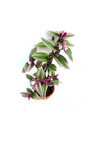 Çok Avantajlı Tradescantia Nanouk Pembe Telgraf Çiçeği Ithal 12.cm.büyük Boy Saksıda