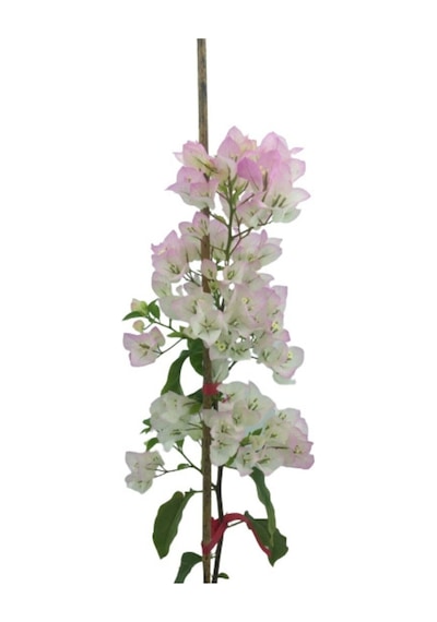 Begonvil Sarmaşığı - Beyaz 50-80cm Bougainvillea