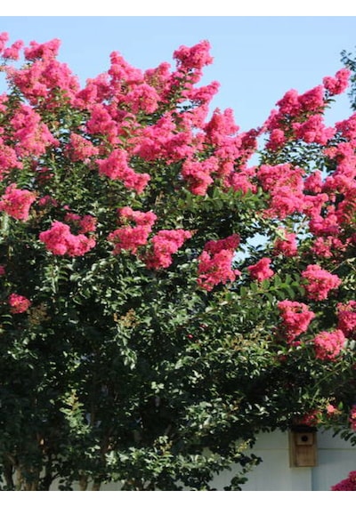Videolu Hoş Kokulu 3 Adet Pembe Oya Ağacı Fidanı 30-65cm Tüplü\saksılı Lacebark Pine Sapling