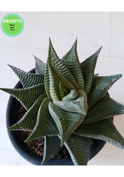 Haworthia Limifolia Twist 1 Adet
