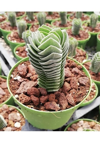 Buda Sukulent Crassula Buddha's Temple Özel Tür