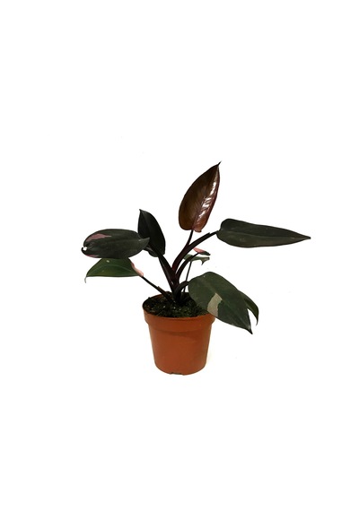Philodendron 'pink Princess' Ø17 Cm Y30-35 Cm