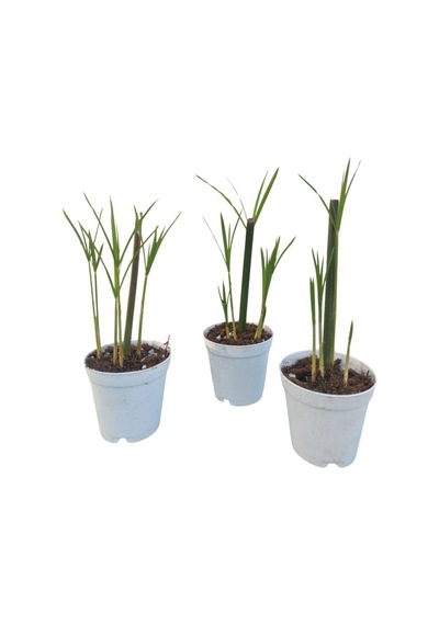 Thebestonline Mini Japon Şemsiyesi 5-10 Cm 1 Adet Saksılı Salon Bitkisi