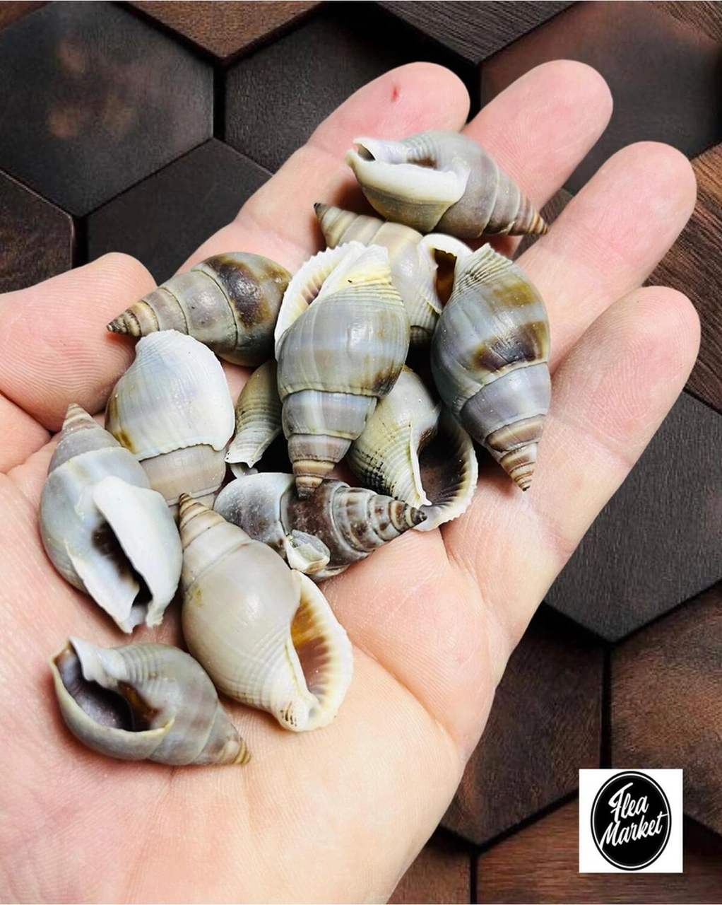 Gerçek Deniz Kabuğu - 80 Gr