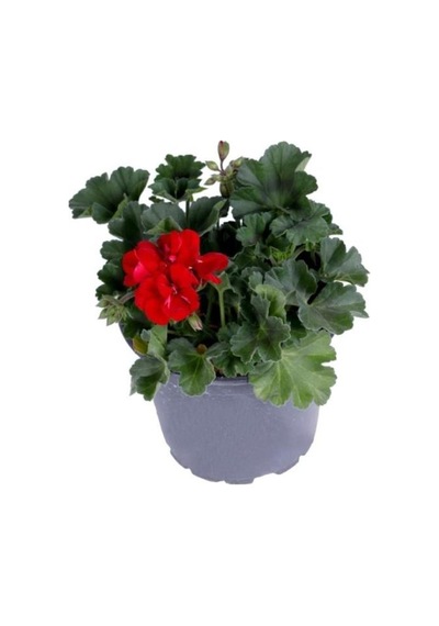 Sardunya Çiçeği Saksı'da Pelargonium Kırmızı Renk 10-20 Cm