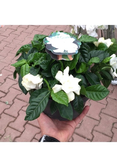 Kokulu Ofis Bitkisi 1 Adet Gardenya Çiçeği Saksılı 30-50cm Gardenia Flower