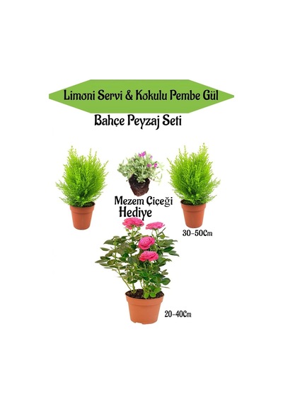 Bahçe Seti 2 Adet Limon Servi Çamı+1 Adet Pembe Gül+hediye Mezem Çiçeği