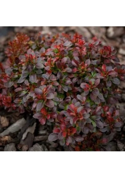 Bodur Berberis Çiçeği Fidanı 30-50 Cm Saksılı Çiçekli Bodur Bitkiler Berberis