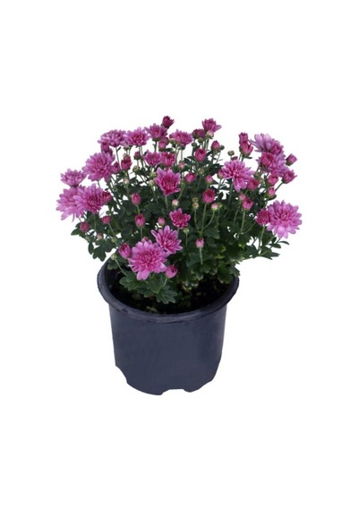 Kasımpatı Chrysanthemum Pembe Renk 10-20 Cm