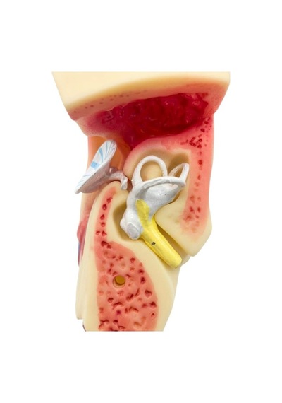 Temel 3 Boyutlu Anatomik Kulak Modeli, Çıkarılabilir Parçalı Stantlı Kulak Kesit Maketi