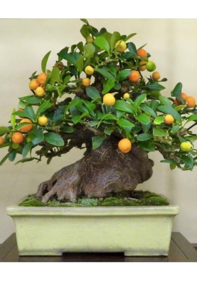 Bodur Bonsai Kayısı Ağacı Tohumu Bonsai Ağacıtohumu Ekim Seti 2 Adet Tohum + Saksı + Toprak